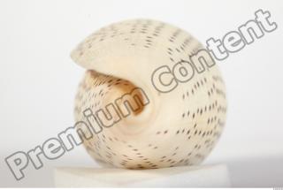 Seashell 0036